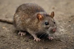 Rat and mouse control, pest control in Montréal H1A 0A2
