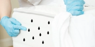 Bed Bug Treatment in Longueuil G8J 1L8